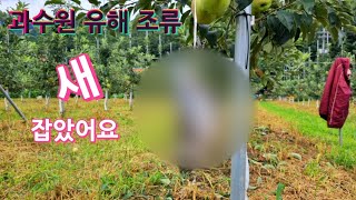 과수원 유해조류 물까지(산까치) 잡았어요/새 잡는방법/새 퇴치방법