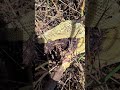 Bees In Bloom Nature Explore Shorts Viralvideo Honey