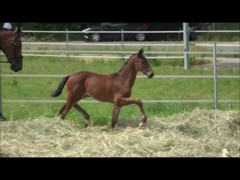 *2021 Hengst von Total McLaren - Johnson