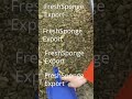 Spongilla powder – FreshSponge Export - photo 1