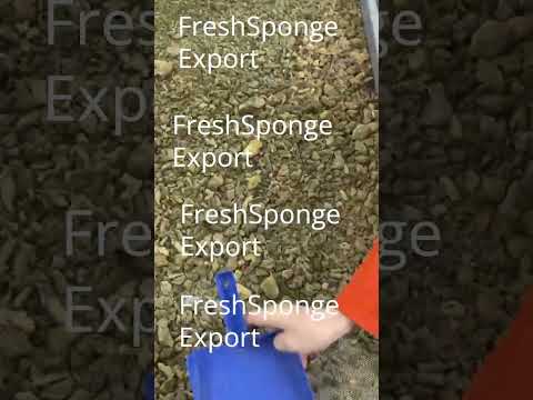 Spongilla powder – FreshSponge Export