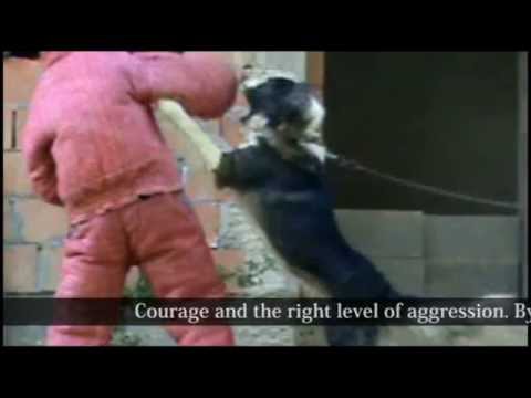 Caucasian x Sarplaninac mix Dog fights versus Man defending - TEST 10. - Kozak
