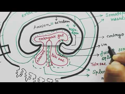 Extraembryonic membrane | amnion chorion allantois yolksac | EEM | organs from germ layers