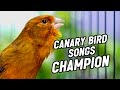 Canary Sounds Belgian Canary Singing Makes Your Canary Sing CANARY SINGING 012
