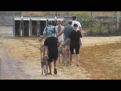 Август. Забег 10. "В честь дня псовых охотников" 485м