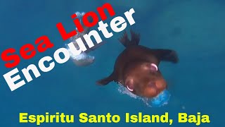 Swimming with Sea Lions on Espiritu Santo Island