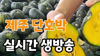 제주 미니단호박  실시간  생방송 #네이버 제주소담농원 검색
