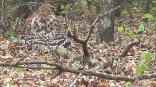 Huge Hawk with a piece of meat... and a deer.