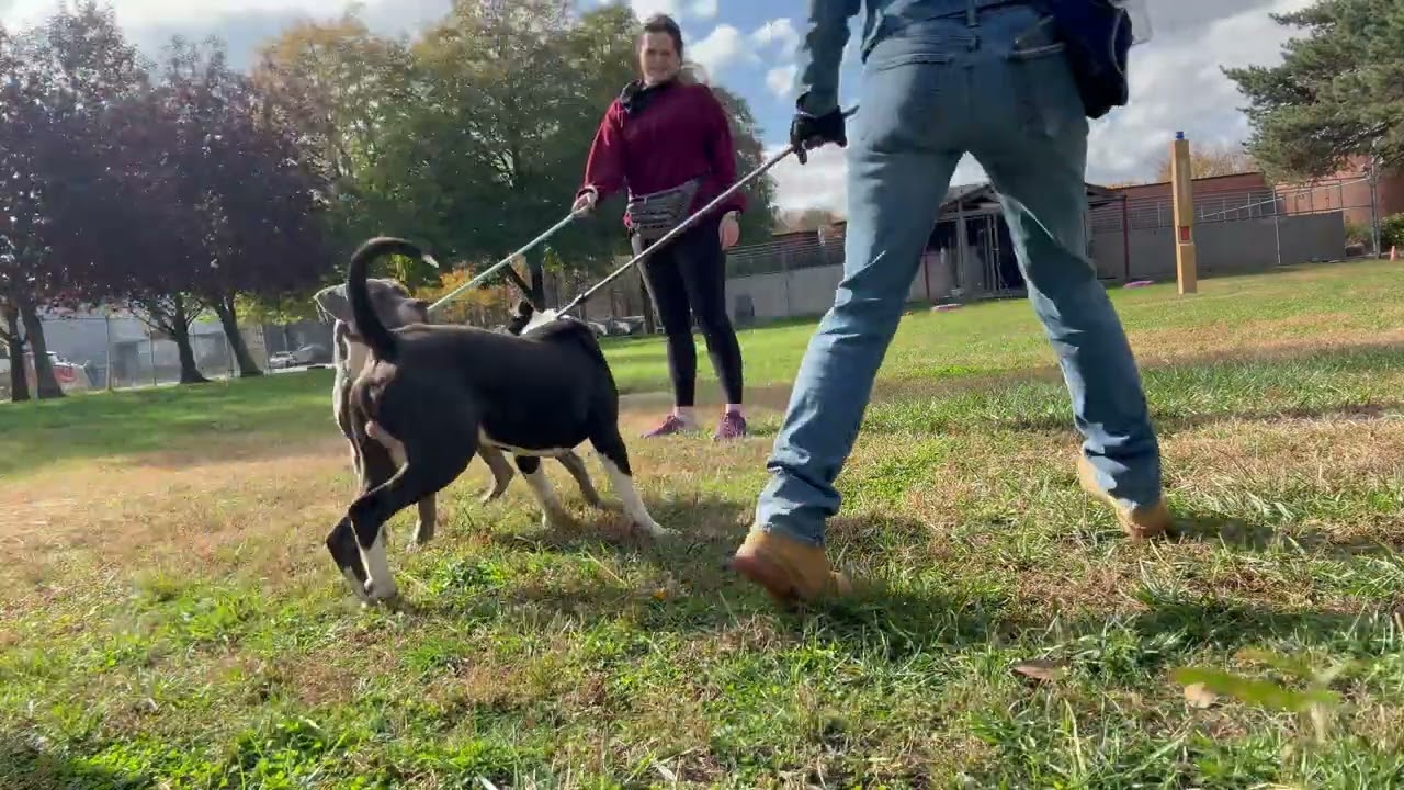 Dracula, a ADOPTABLE Pit Bull Terrier in Chicago, IL video 5/5