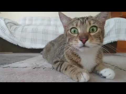 Funny cats react horror