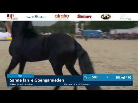 Fokdag | It Fryske Greidhynder | Baan 2 | 22 juni 2024