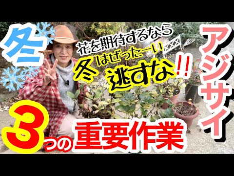 アジサイは無事越冬しました 植物