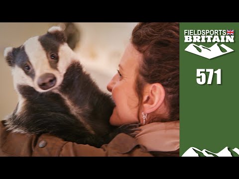 Fieldsports Britain - the gamekeeper's badger