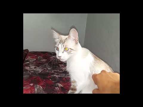 Misha the cat wants a massage