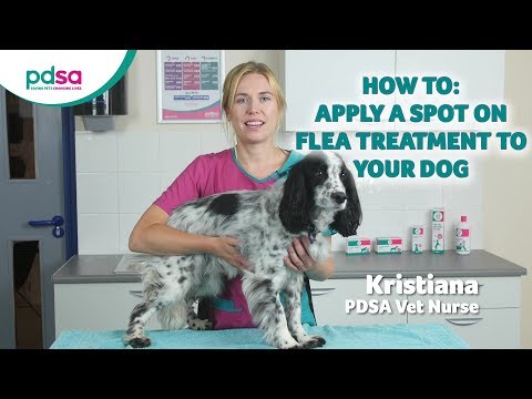 How To Apply A Spot On Flea Treatment To Your Dog: PDSA Petwise Pet Health Hub