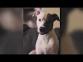 Denver Dog Dies While In The Care Of Rover App Sitter Owner Calling For Heightened Screening Requir