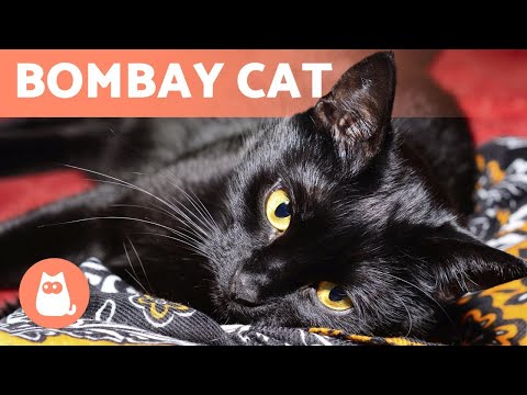BOMBAY CAT Characteristics, Care and Health! - YouTube