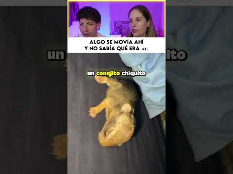 Creyó que había una rata en el cuarto y encontró algo inesperado