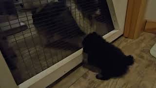 10232025 B/T Male (Luna x Picasso)