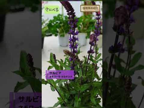 ブーゲンビリアは壁を傷つけますか？他に無害なつる性の植物は何ですか？  庭園