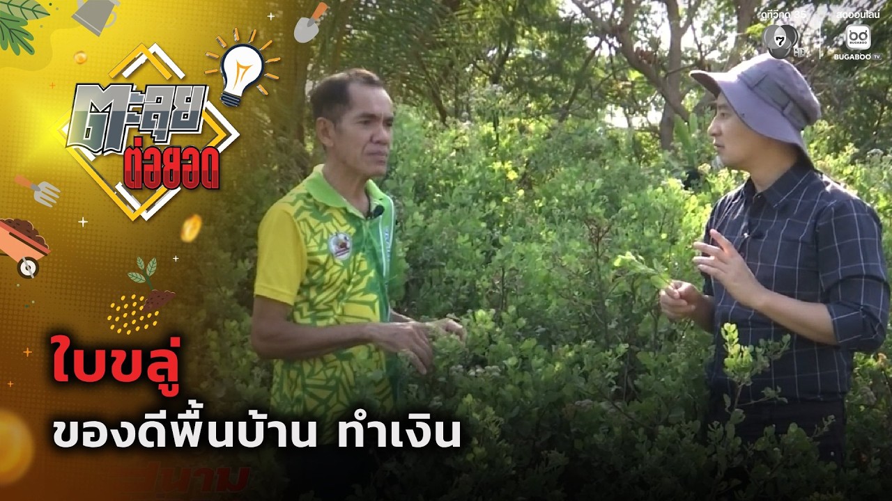 ใบขลู่ ของดีพื้นบ้าน ทำเงิน : ตะลุยต่อยอด