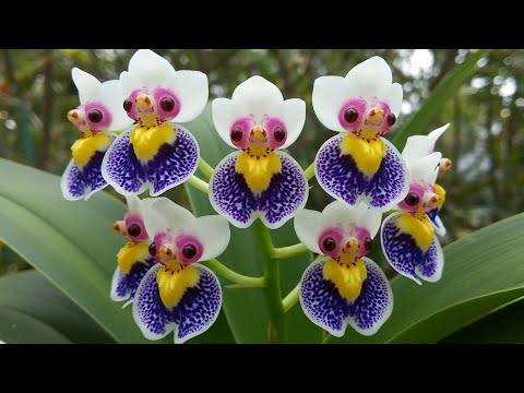 The 20 Most Beautiful Flowers in the World