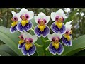 Die 20 Schönsten Blumen Der Welt