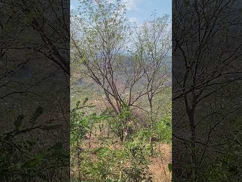 SAN GERARDO, SAN MIGUEL