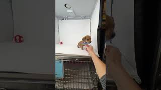 Video preview image #1 Dachshund-Unknown Mix Puppy For Sale in Benton, LA, USA