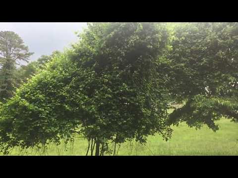 download lagu mp3 mp4 Muscadine Tree, download lagu Muscadine Tree gratis, unduh video klip Muscadine Tree