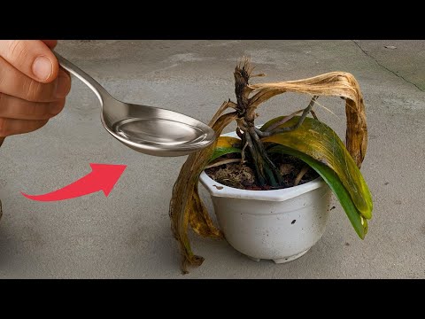 How to Revive an Orchid: From Near Death to Gorgeous Blooms