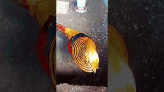 Download lagu Ayam golden pheasant #goldenpheasant #ayamhias #burungmerak mp3