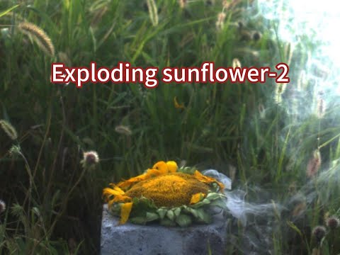 Exploding Sunflower -2 high-speed camera video