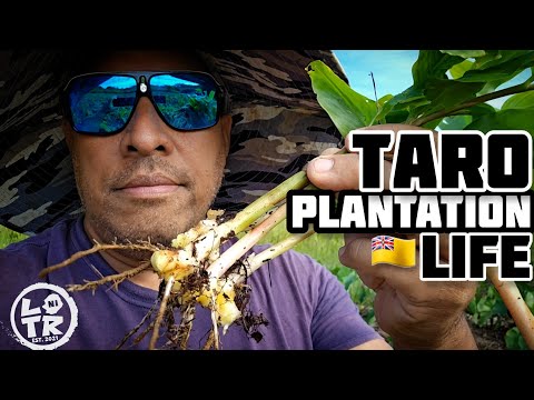 Life Outdoors | Taro Farming Tips 101!