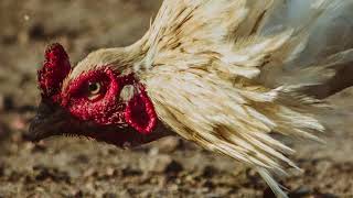 Hugo Leal - ArAo (Lyric Video)