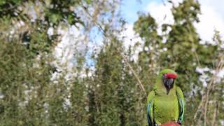 preview picture of video 'VogelPark Marlow'