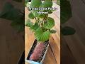 Infinite Sweet Potato Method #gardening