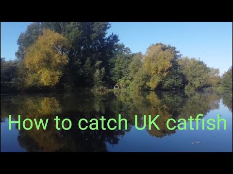 catching big UK catfish