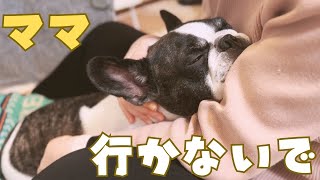 ママに居てほしい愛犬