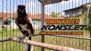 Download lagu Suara Burung Kacer Bikin Lawan Emosi Gacor, Pancingan Kacer Agar Cepat Emosi Gacor mp3