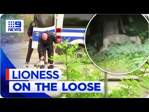 Lioness spotted out on the loose in Berlin, Germany | 9 News Australia