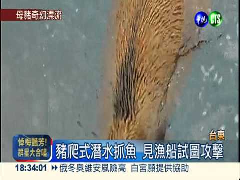 母豬的奇幻漂流 游離海岸400公尺