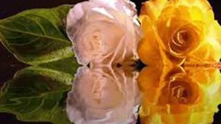 ASÍ TE QUIERO YO         LOS YONICS