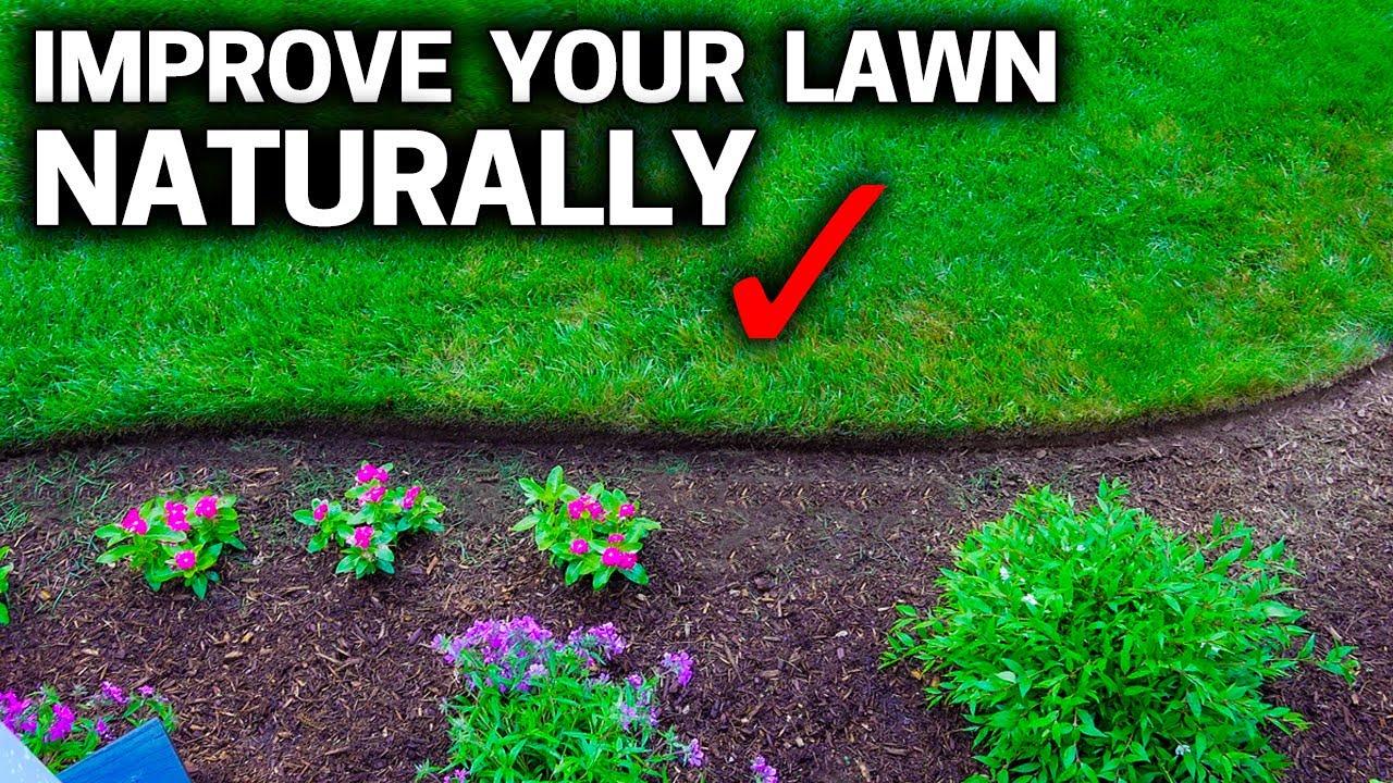 4 ORGANIC WAYS to IMPROVE YOUR LAWN