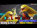 MASTERAN SOGON LOMBA 3 JAM MASTERAN BAGUS UNTUK BURUNG SOGON