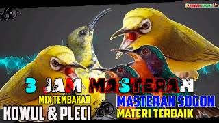 Download lagu MASTERAN SOGON LOMBA 3 JAM MASTERAN BAGUS UNTUK BURUNG SOGON mp3 Download lagu MASTERAN SOGON LOMBA 3 JAM MASTERAN BAGUS UNTUK BURUNG SOGON mp3