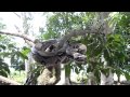 Boa en la Selva Amazónica del Perú