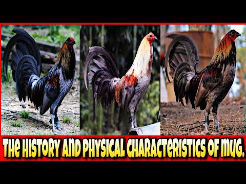 The history and origin of Mug chicken