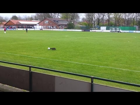 Hundejongleur in Spelle