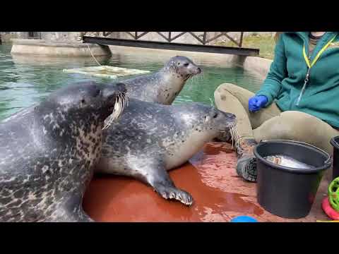 #domoweZOO odc. 8 Foki pospolite